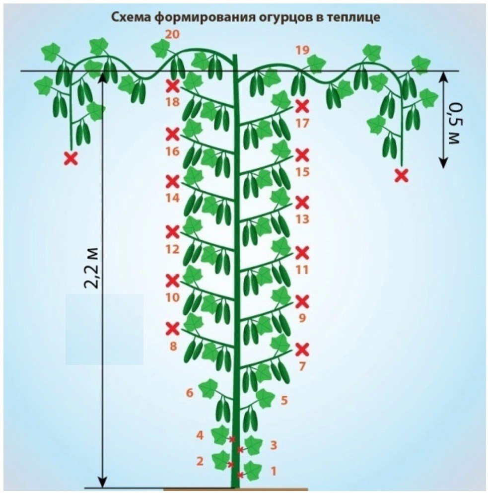 Формировка огурцов в теплице