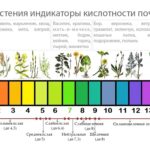 Как определить кислотность почвы на участке