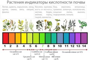 Как определить кислотность почвы на участке