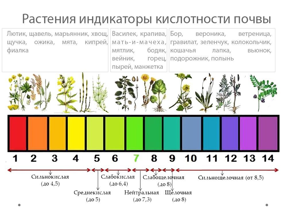 Как определить кислотность почвы на участке